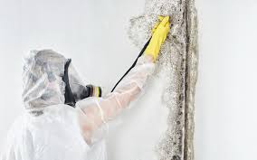 Best Commercial Mold Inspection in Citrus, CA